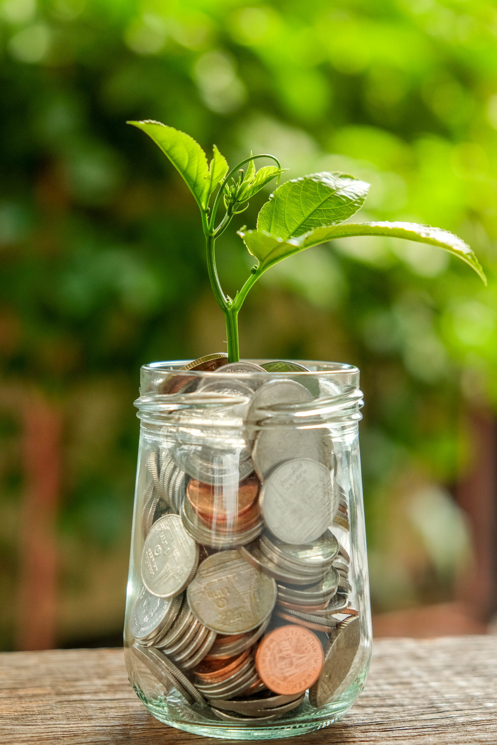 Plant growing out of jar of coins
